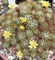 Preview: Mammillaria surculosa